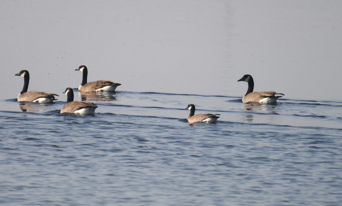 Cackling Goose - ML505249551