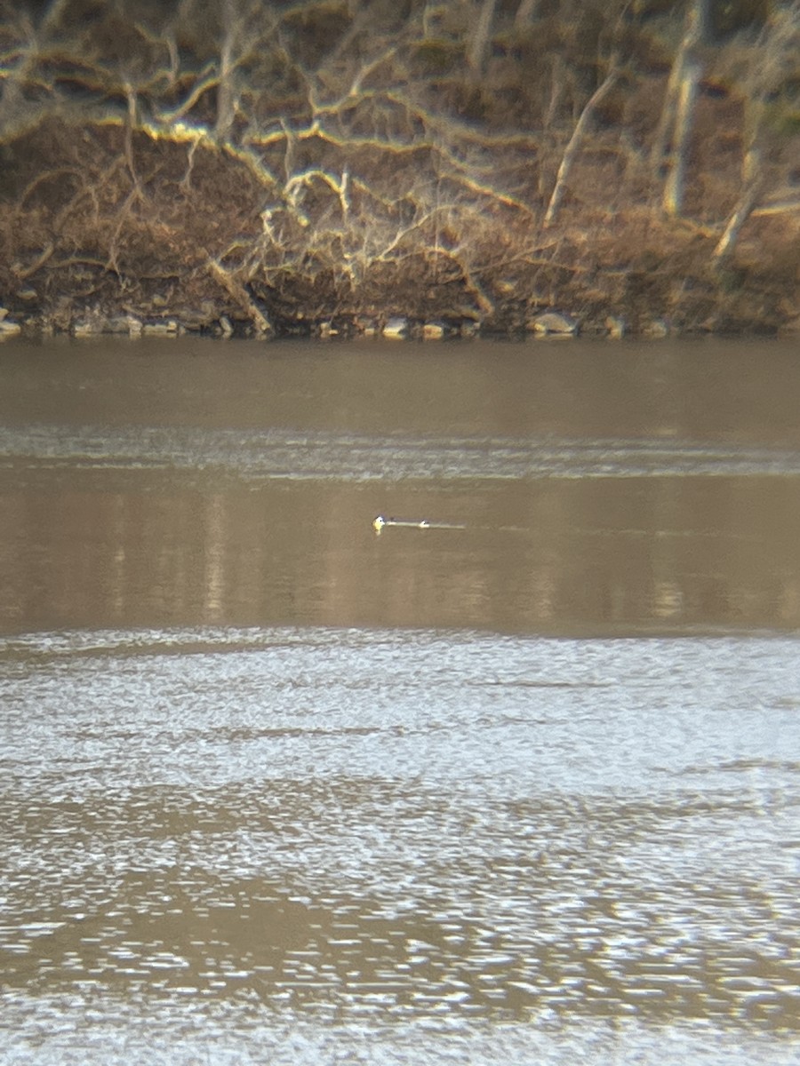 Bufflehead - ML505250851