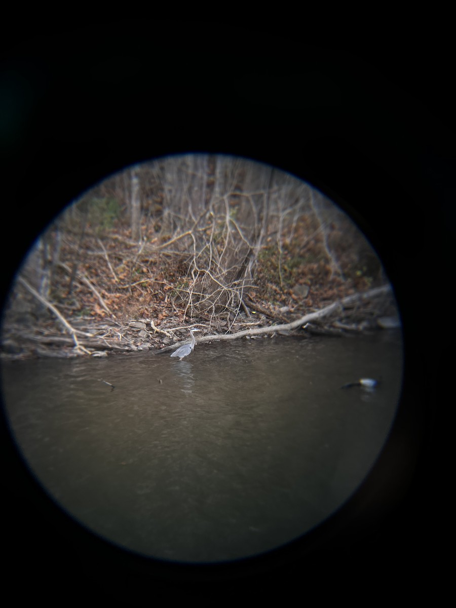Great Blue Heron - ML505250991