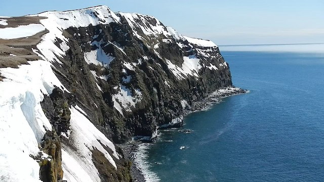 Black-legged Kittiwake - ML505251431