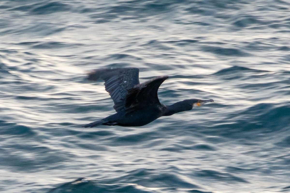 Great Cormorant - ML505251821