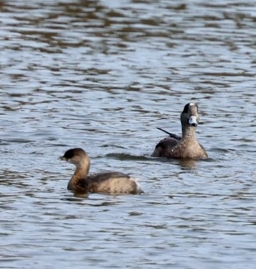 Pied-billed Grebe - ML505252021