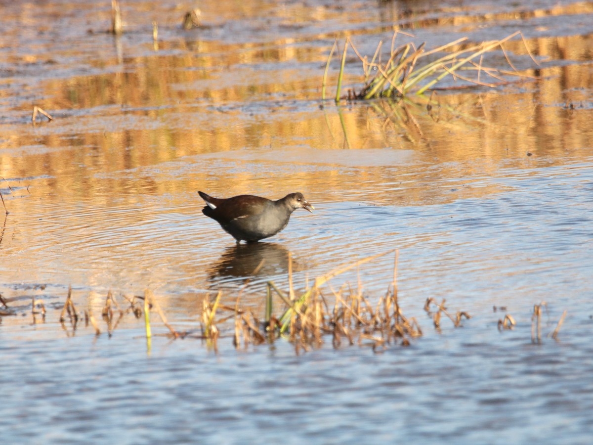 Common Gallinule - John Loch