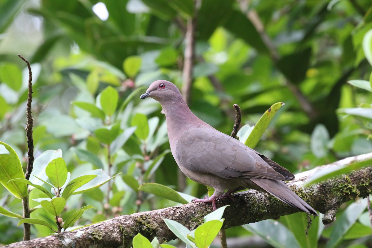 Short-billed Pigeon - Gaidis Grandāns