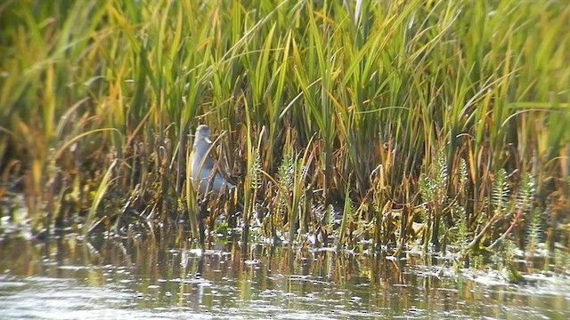 Terek Sandpiper - ML505256001