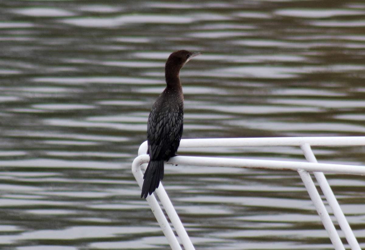 Pygmy Cormorant - ML505257831