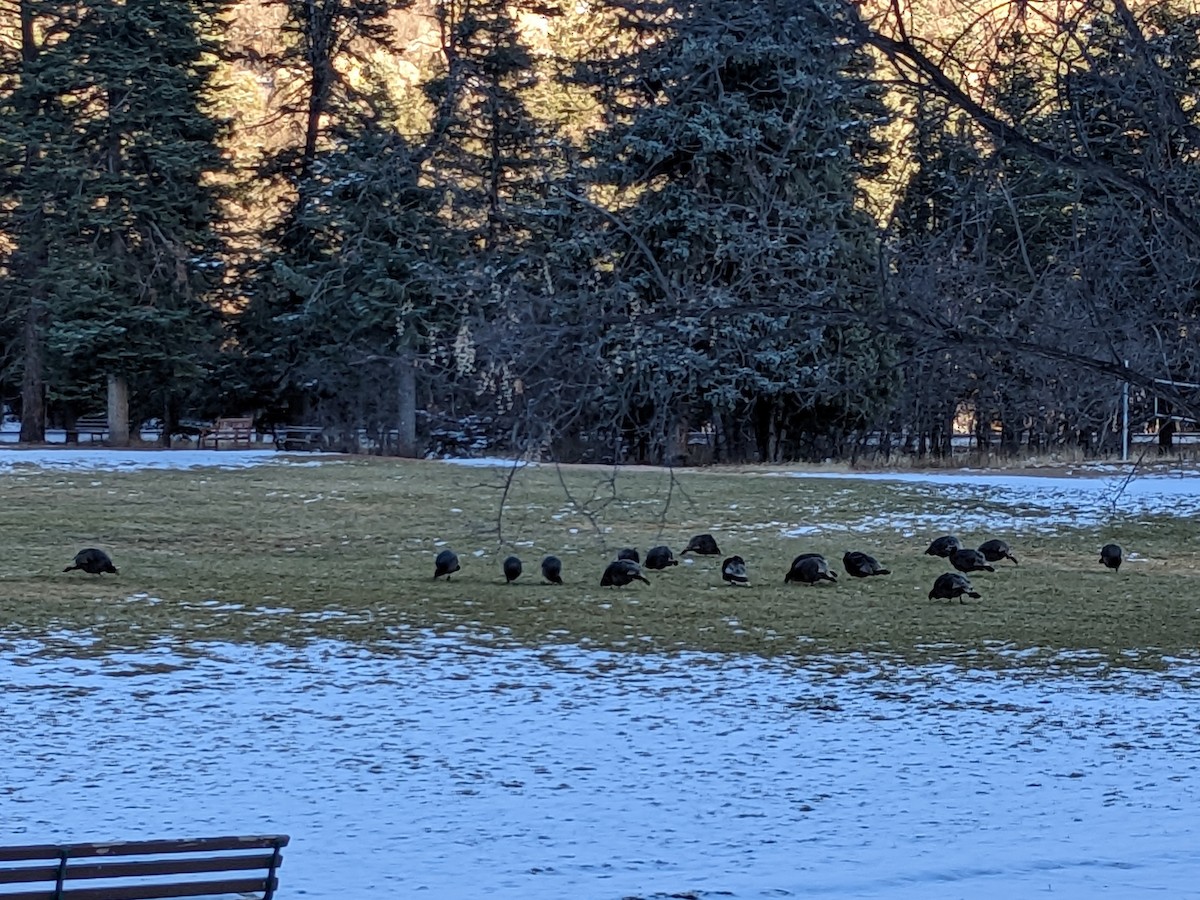 Wild Turkey - ML505259781