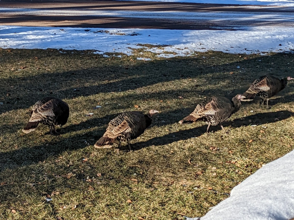 Wild Turkey - ML505259801