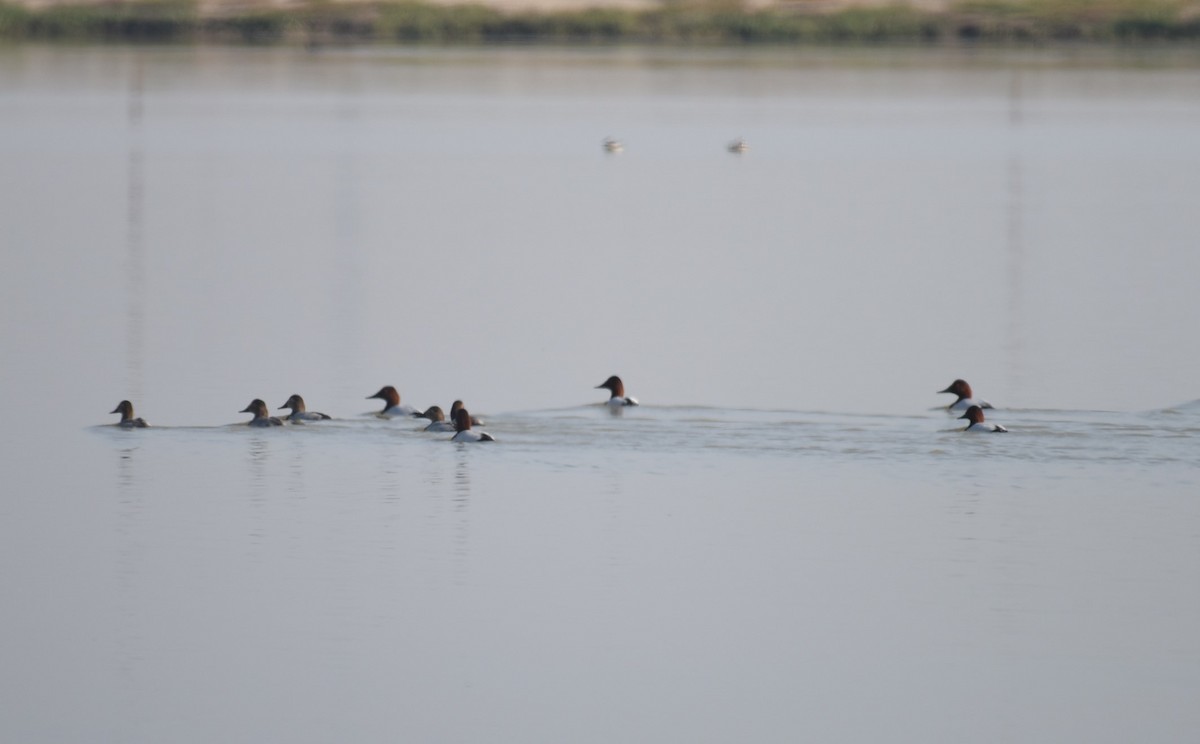 Canvasback - ML505259871