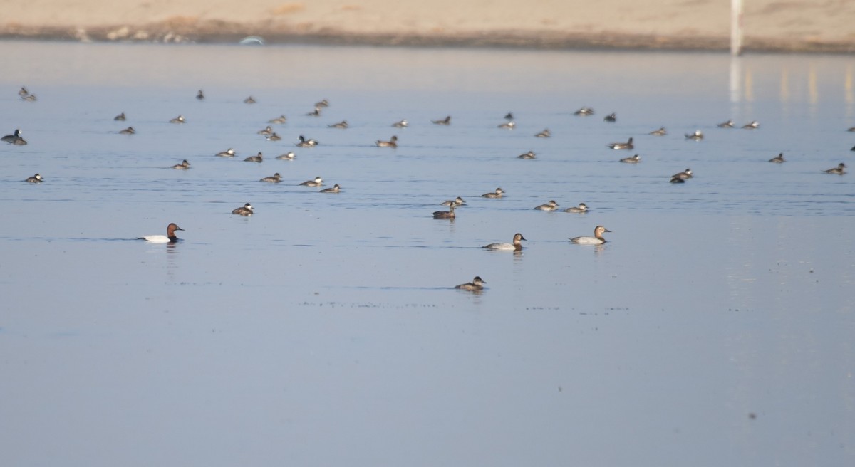 Canvasback - ML505259881