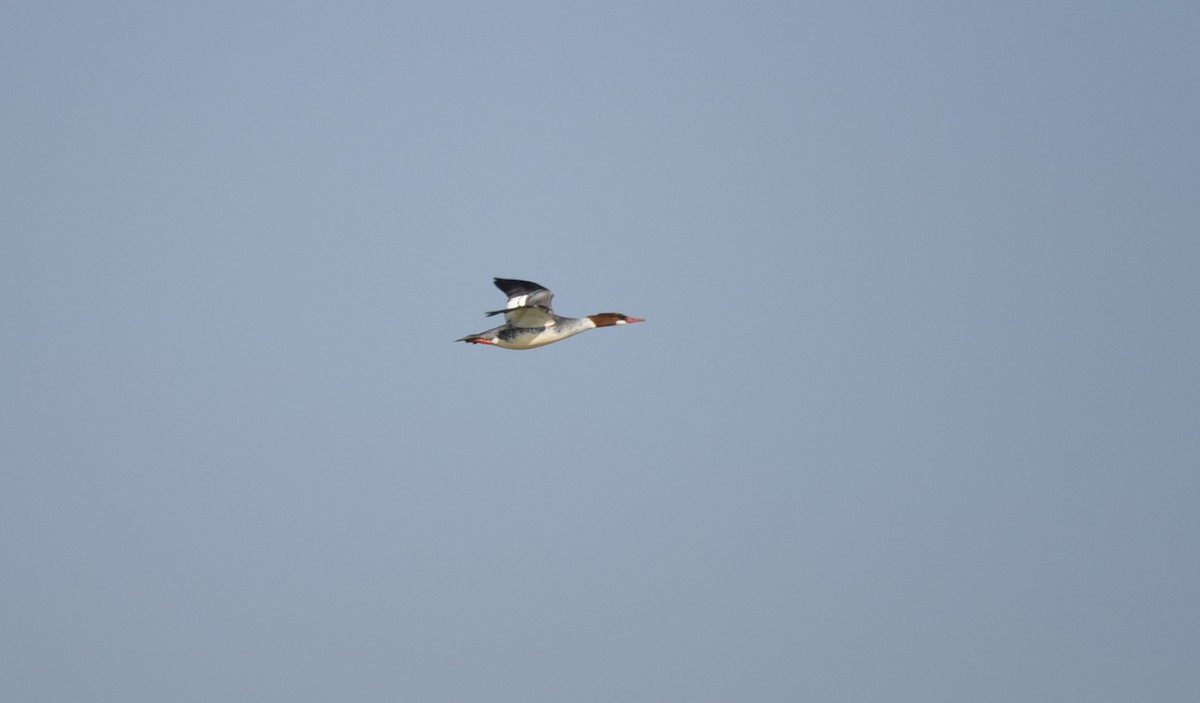 Common Merganser - ML505260231