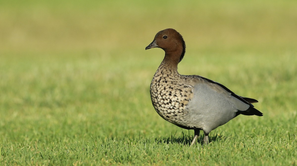 Canard à crinière - ML50526051