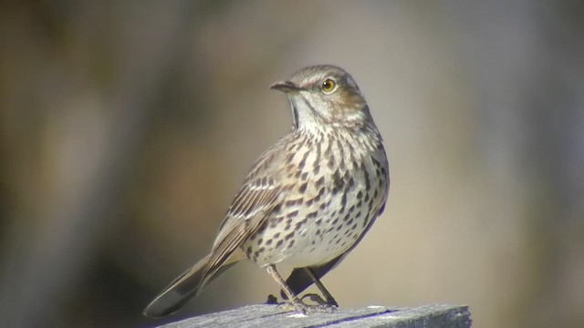 Sage Thrasher - ML505260811