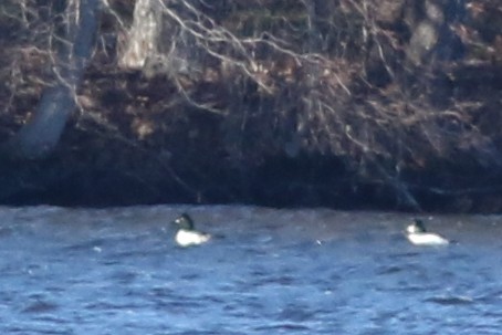 Common Goldeneye x Hooded Merganser (hybrid) - ML505260931