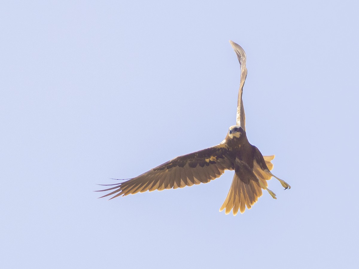 Western Marsh Harrier - ML505261181