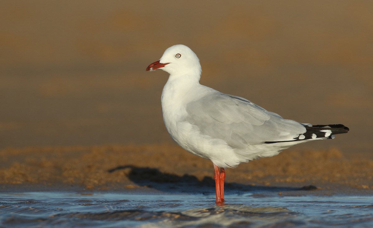 Mouette argentée (novaehollandiae/forsteri) - ML50526121