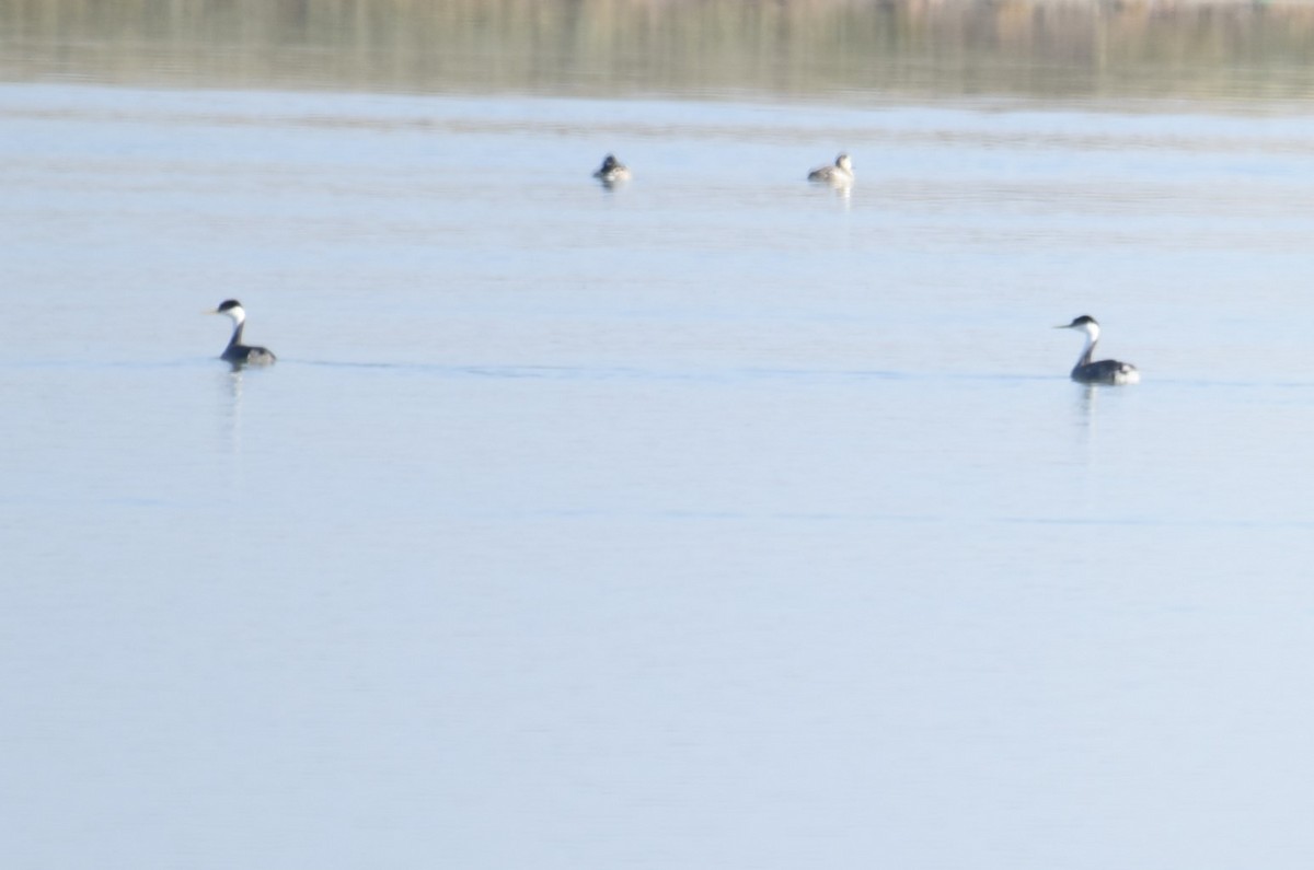 Western Grebe - ML505261211