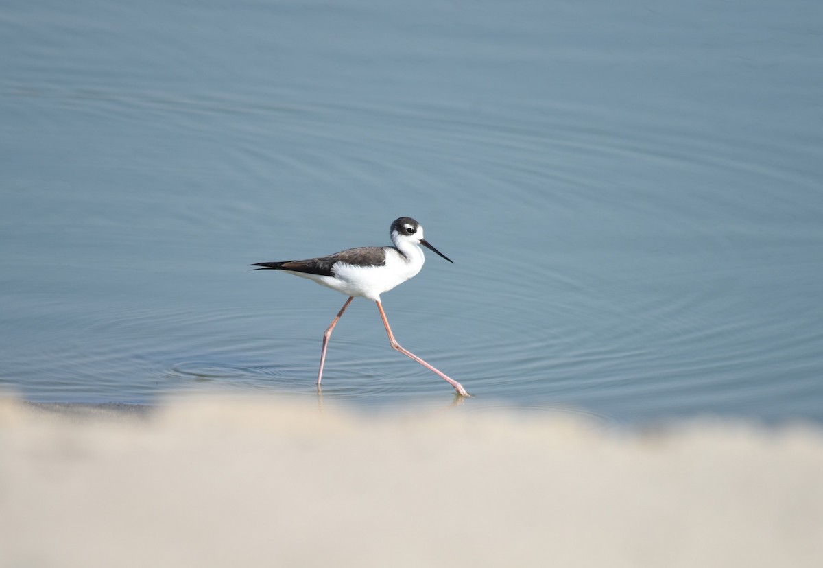 Black-necked Stilt - ML505261571