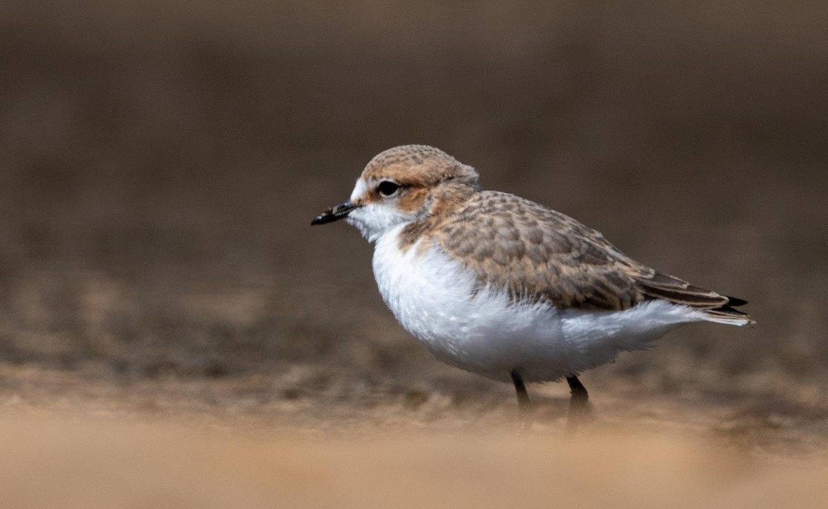 Red-capped Plover - ML505261581