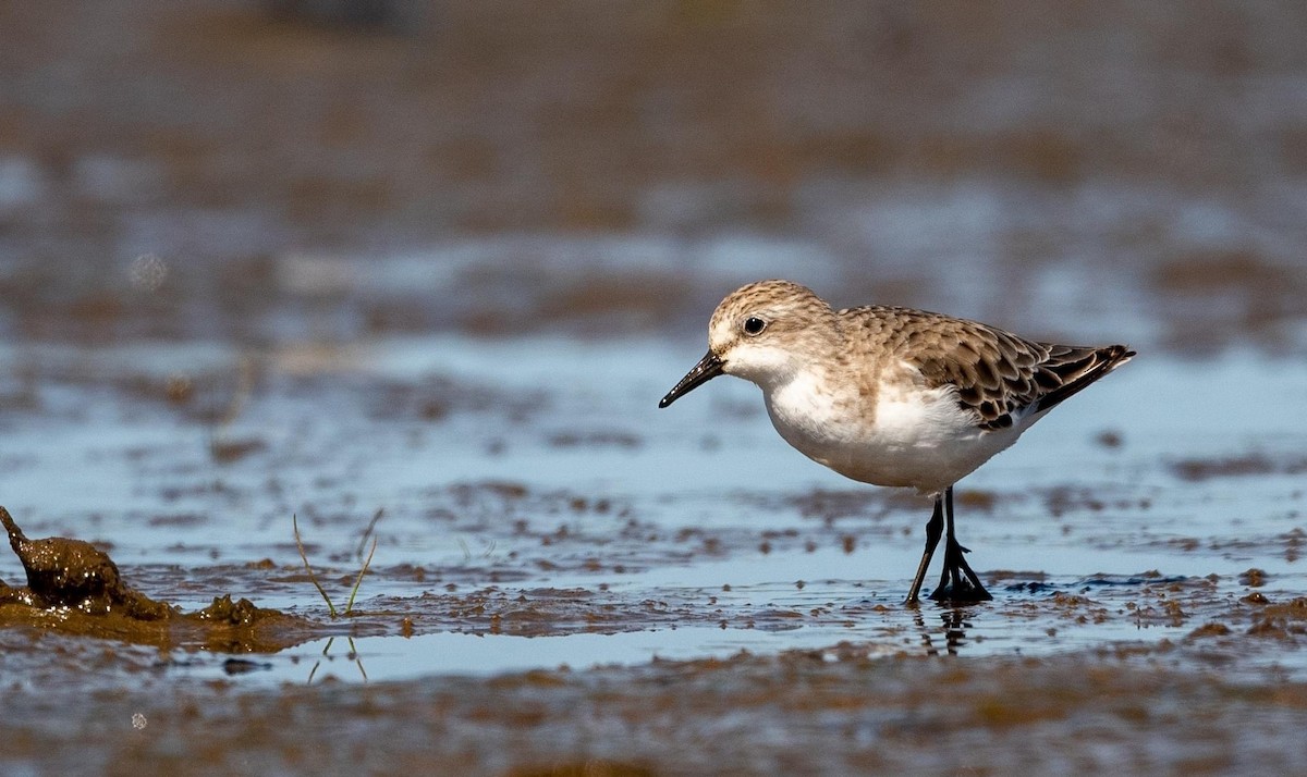 Red-necked Stint - Rob Clay