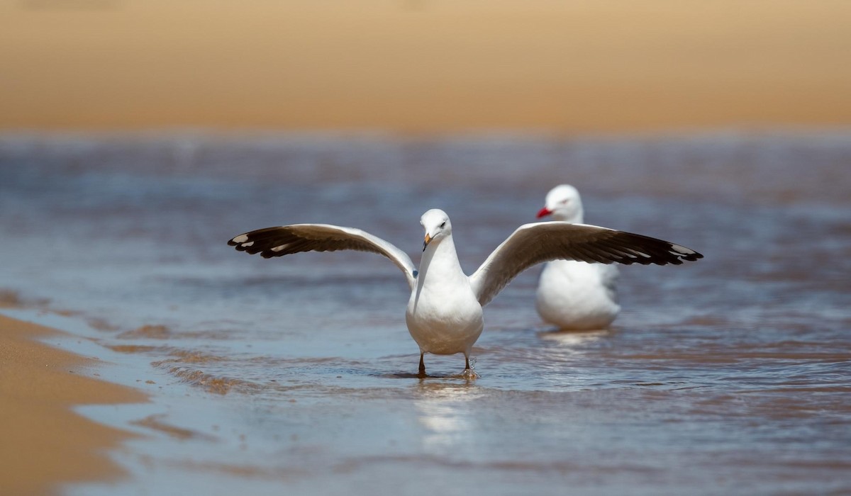 Silver Gull - ML505261641