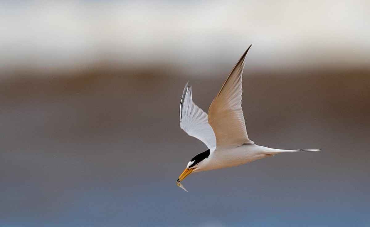 Little Tern - Rob Clay