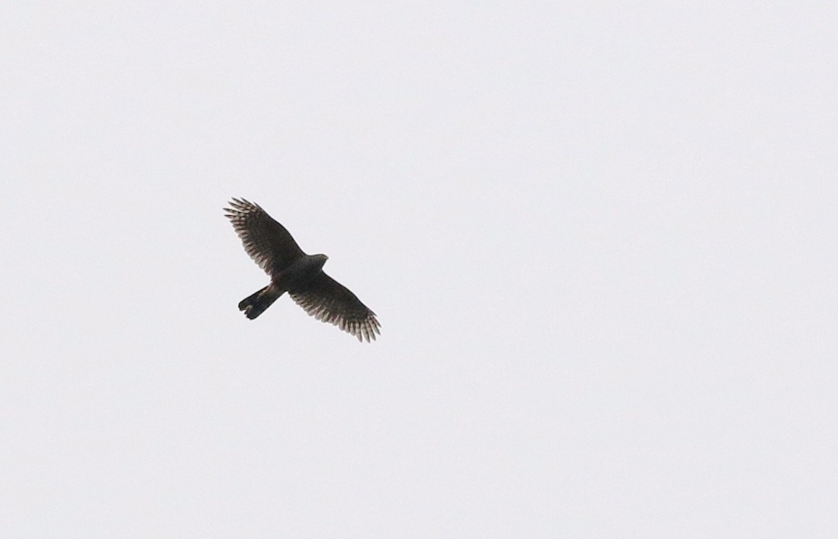 Bicolored Hawk (Spotted) - ML505261851