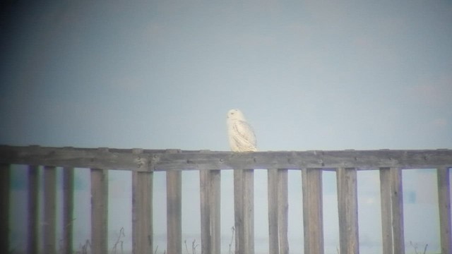 Snowy Owl - ML505262051