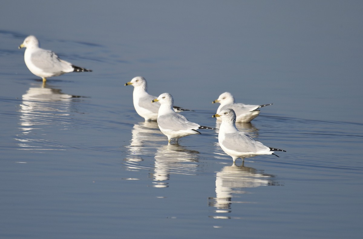 Ring-billed Gull - ML505262221