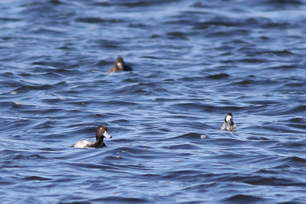 Lesser Scaup - ML505262421