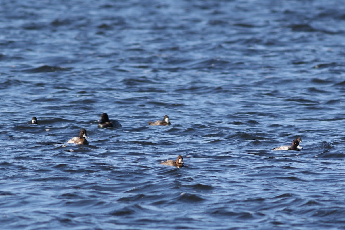 Lesser Scaup - ML505262621