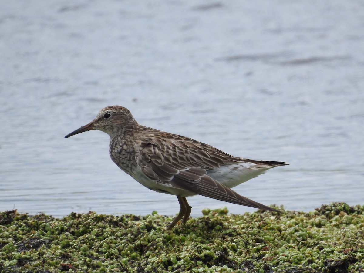 Pectoral Sandpiper - ML505263181