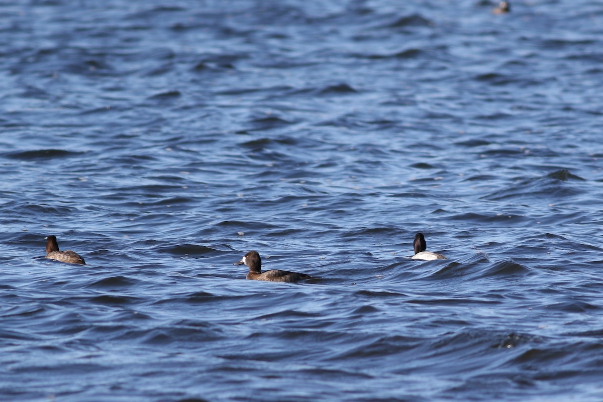 Lesser Scaup - ML505263431