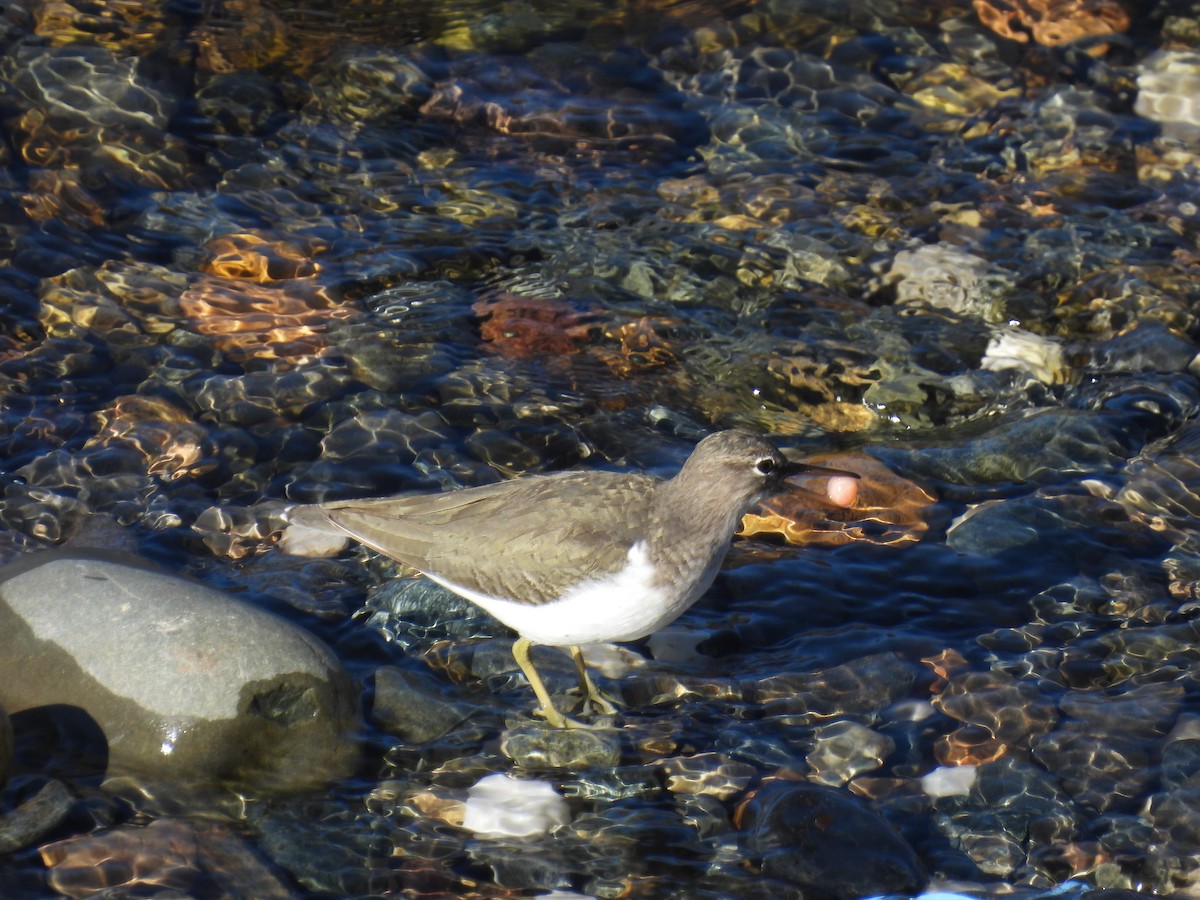 Spotted Sandpiper - ML505264341