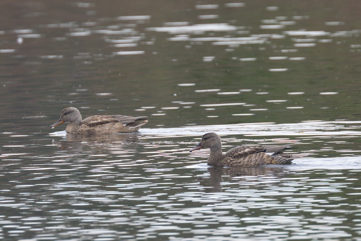 Canard chipeau - ML505264371