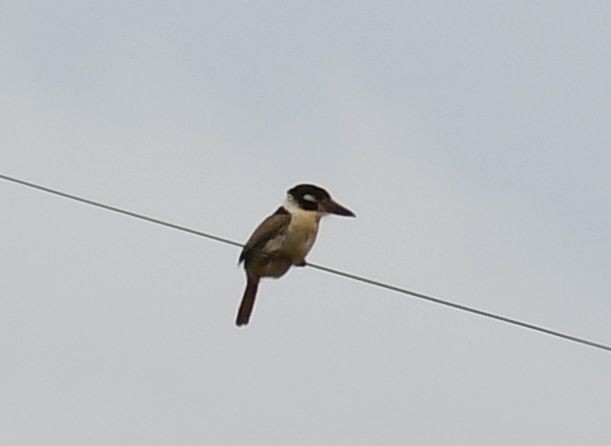 White-eared Puffbird - ML505264381