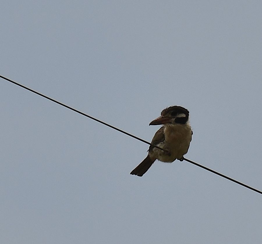 White-eared Puffbird - ML505264431