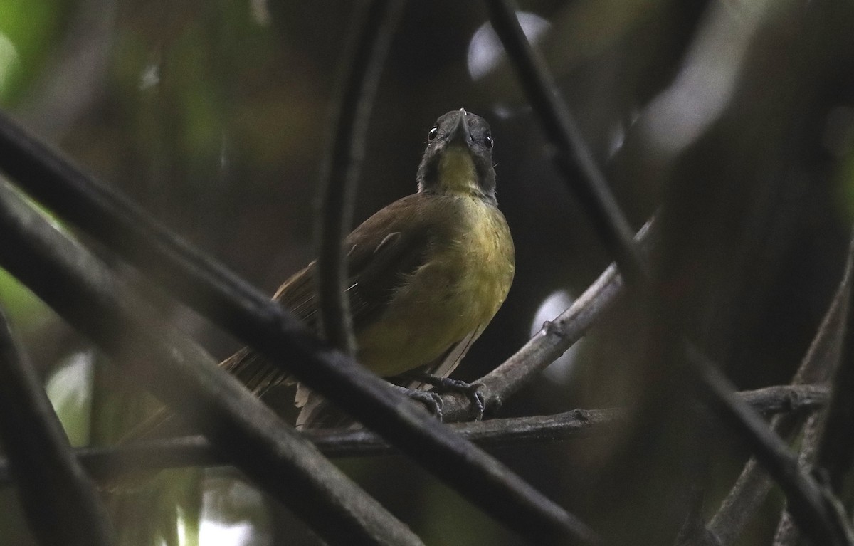 Gray-headed Bristlebill - Marc Languy