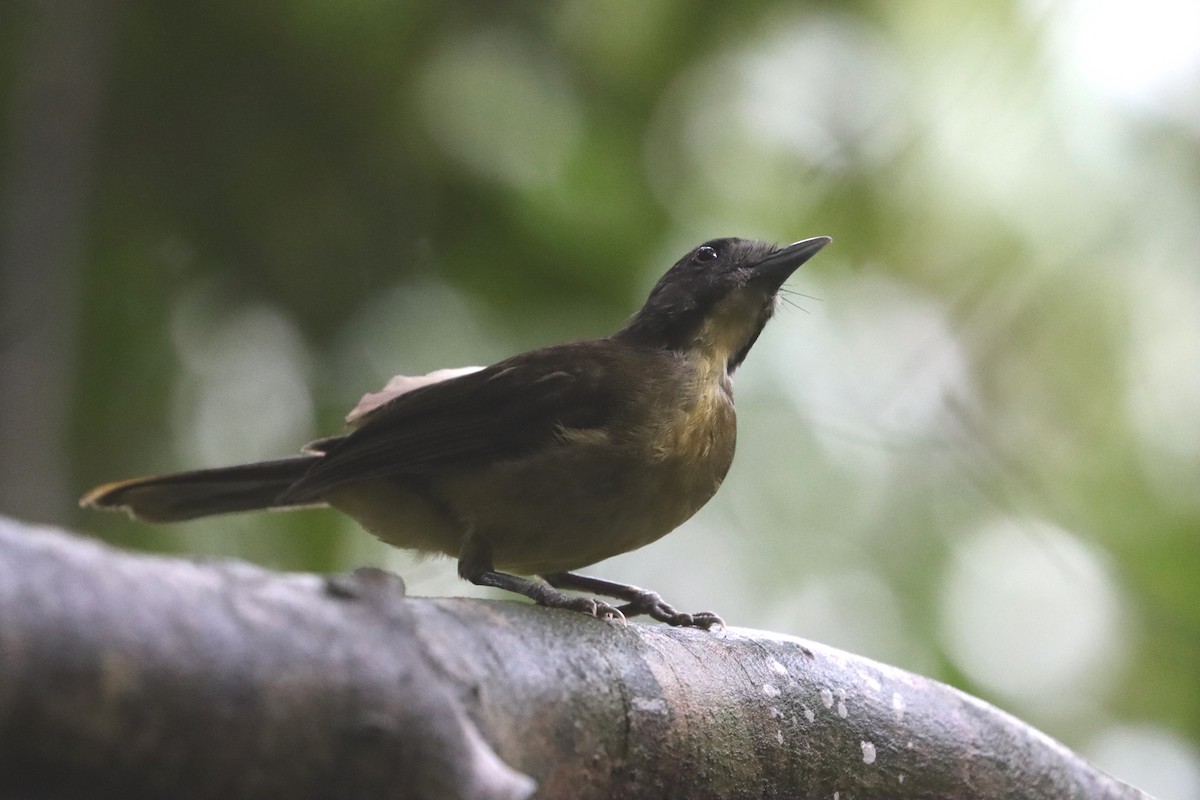 Gray-headed Bristlebill - Marc Languy