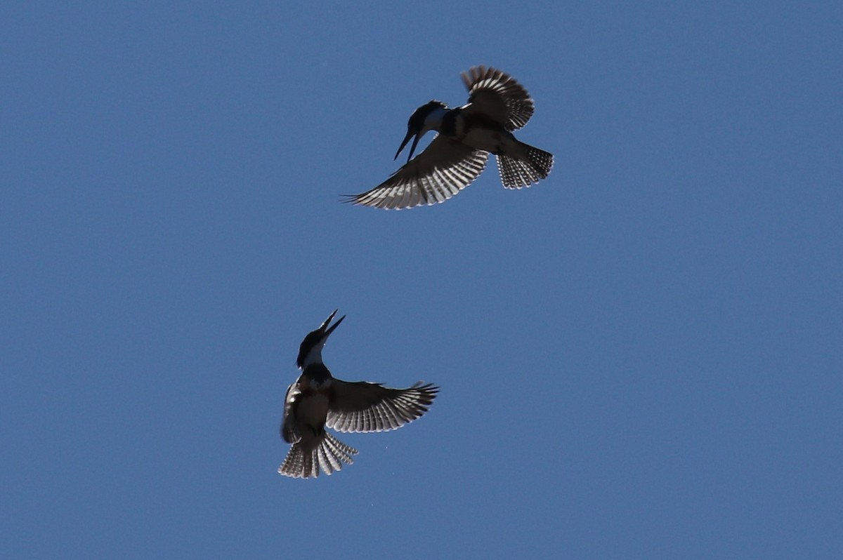 Belted Kingfisher - ML505268871