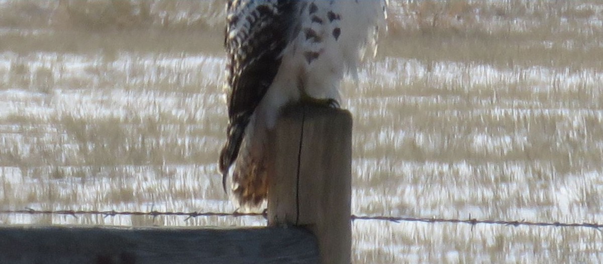 Red-tailed Hawk (Krider's) - ML505270201