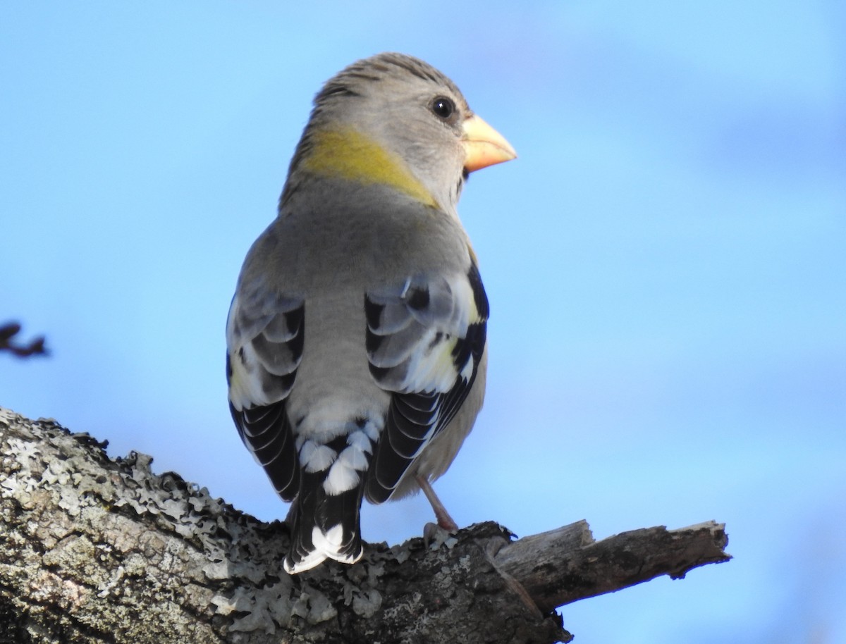 Evening Grosbeak - ML505270331