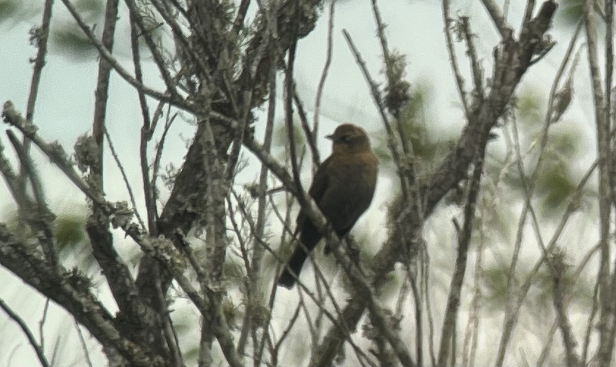 Rusty Blackbird - ML505271061