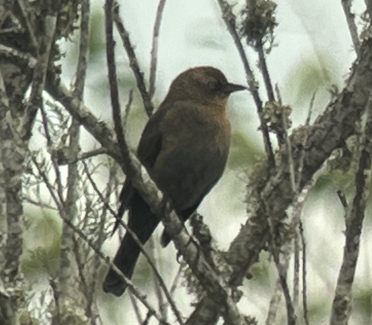 Rusty Blackbird - ML505271071