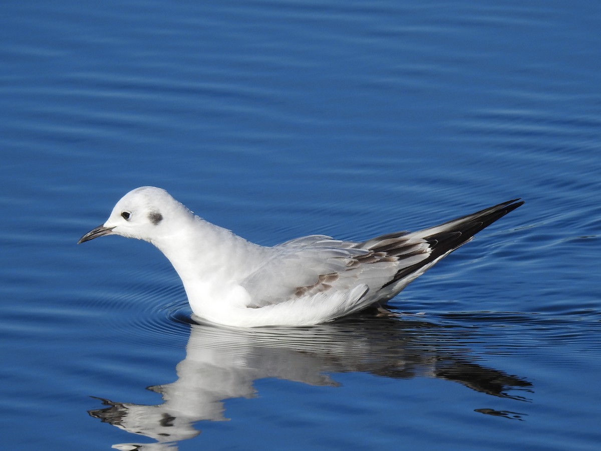 Bonaparte's Gull - Anonymous