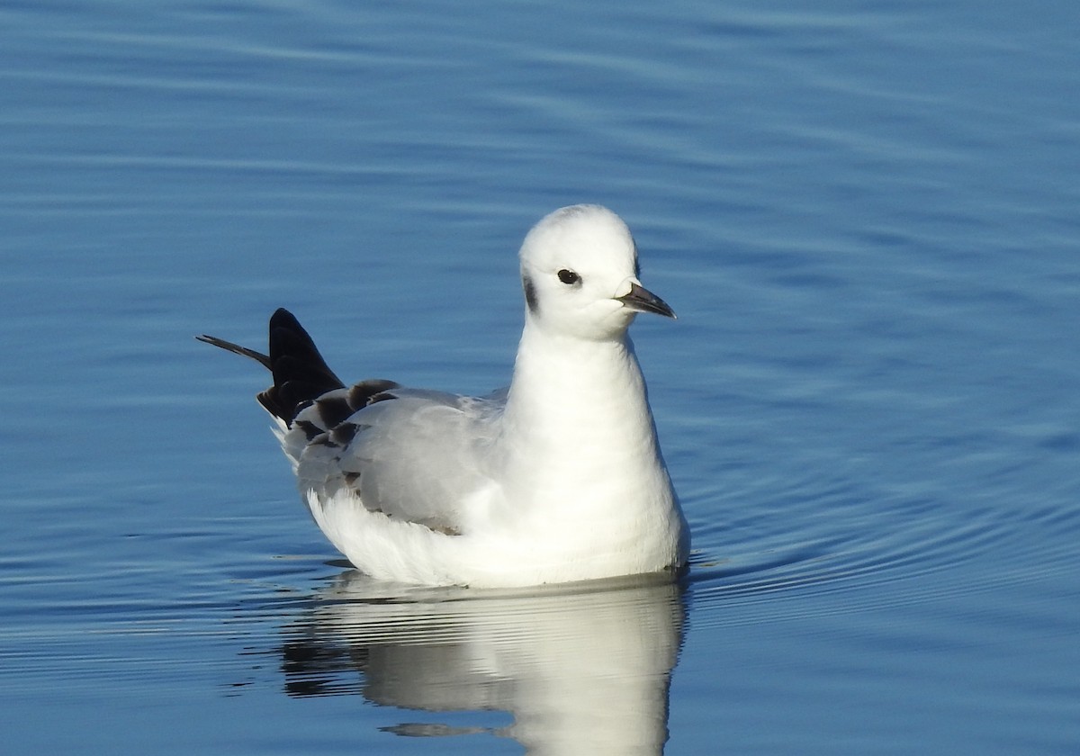 Bonaparte's Gull - Anonymous