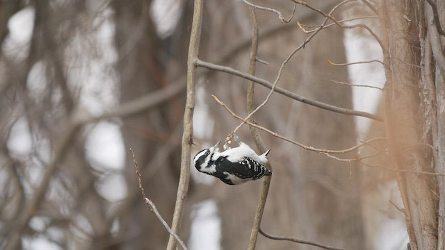 Hairy Woodpecker - ML505273491