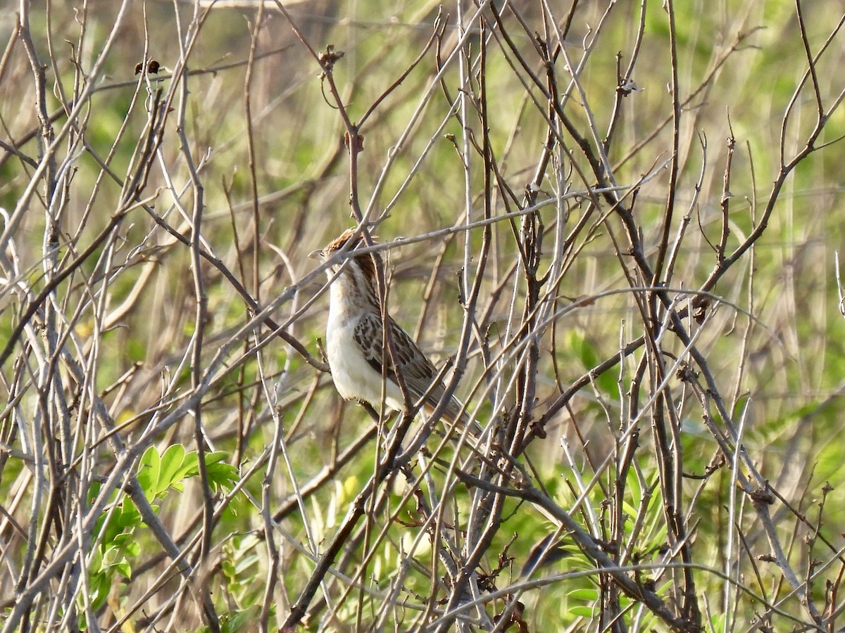 Striped Cuckoo - ML505274491