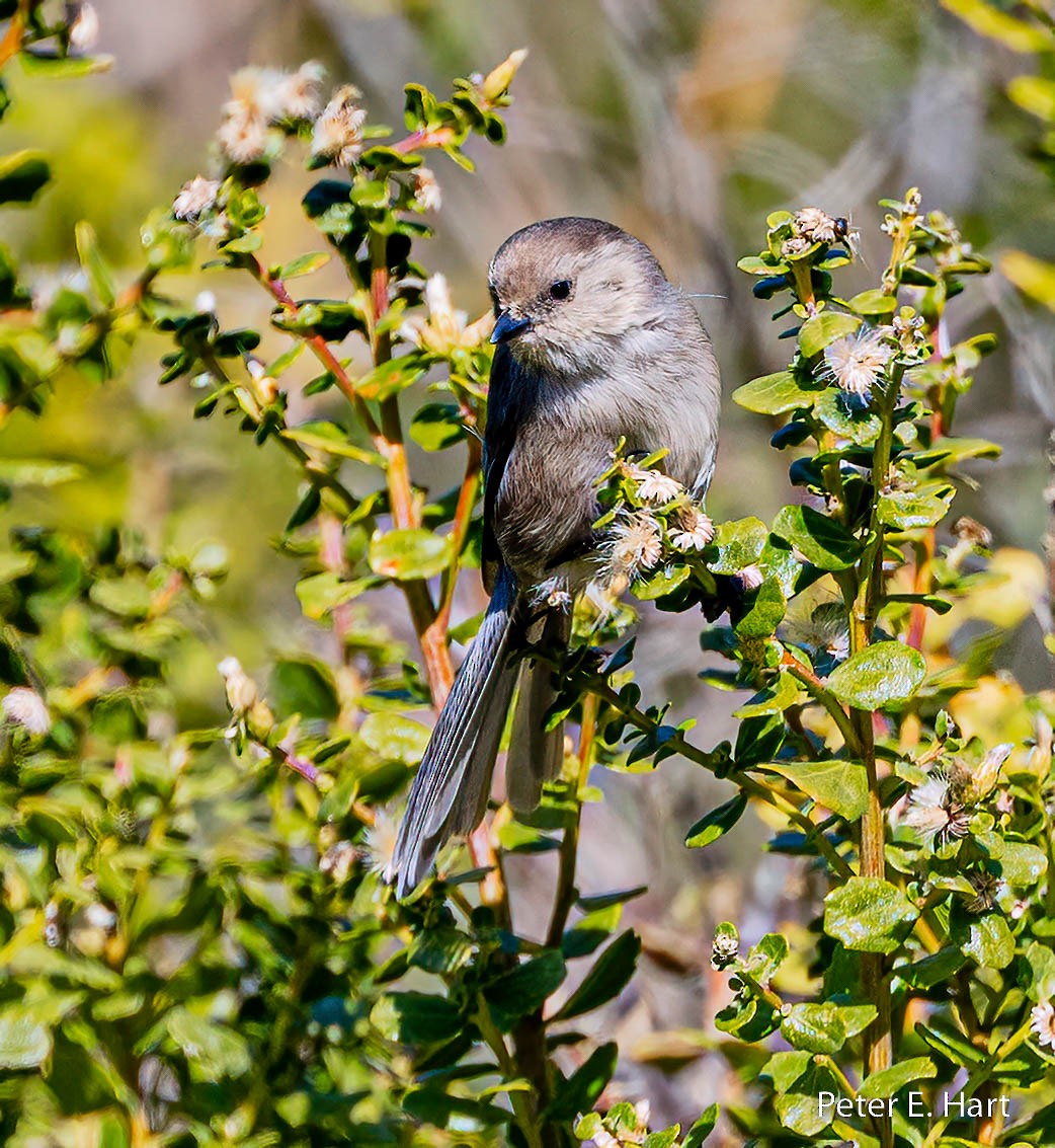 Bushtit - ML505275101