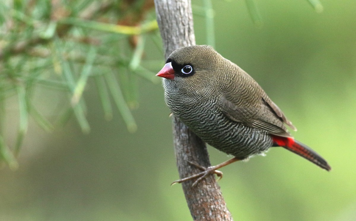 Beautiful Firetail - ML50527511